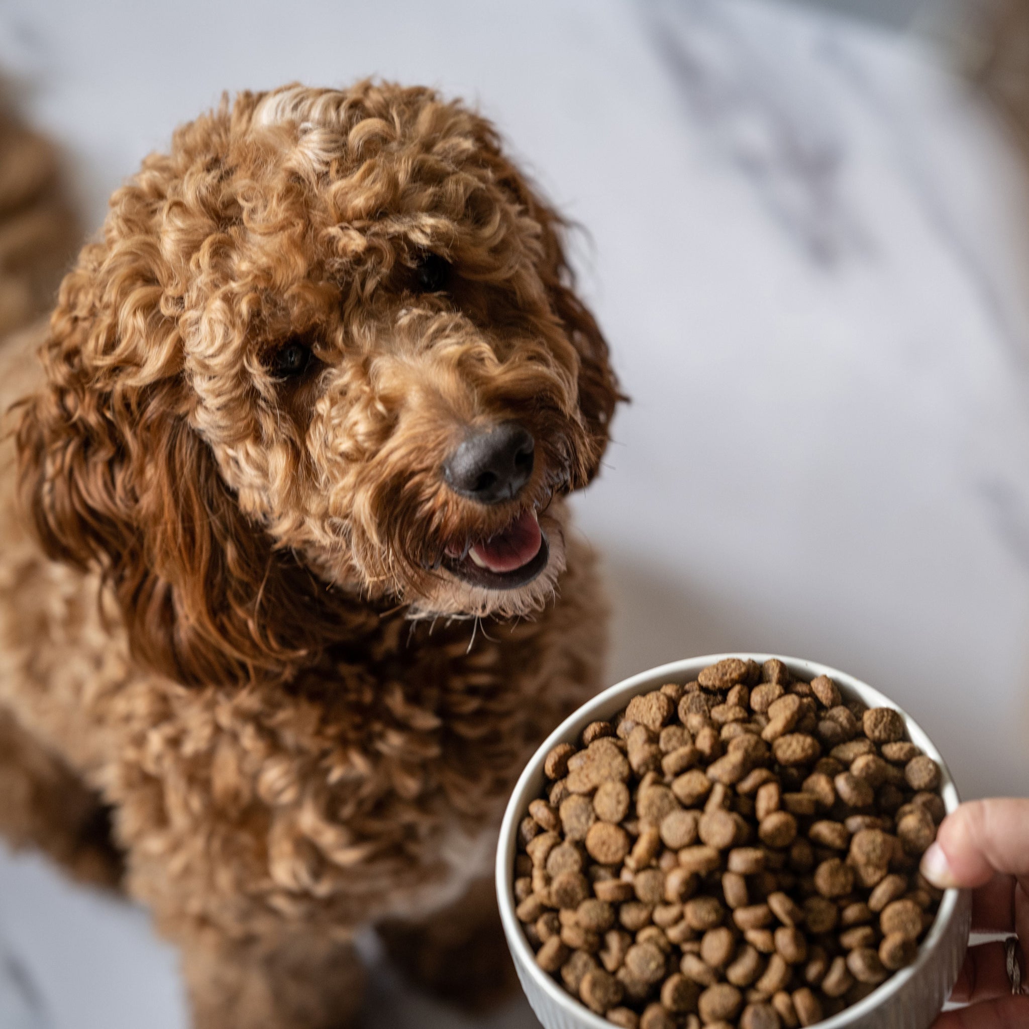 Billy and margot dog best sale food petsmart